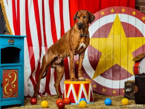 Picture of Rhodesian Ridgeback circus actor in front of a target